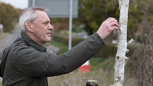 Ian Shenton examining the bark of a unhealthy tree